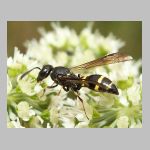 Symmorphus bifasciatus - Lehmwespe 13.jpg